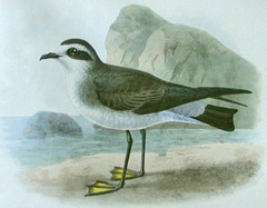 White-faced Storm-Petrel